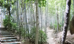 四国村をゆっくり見て廻ることに