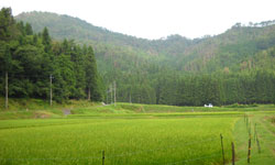 OsR̐쌴Lv