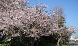 桜