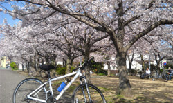 桜満開