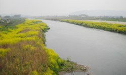 桂川沿い