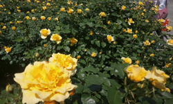 尼崎農業公園のバラ